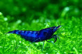 20 High Grade Blue Dream Freshwater Shrimp G469518