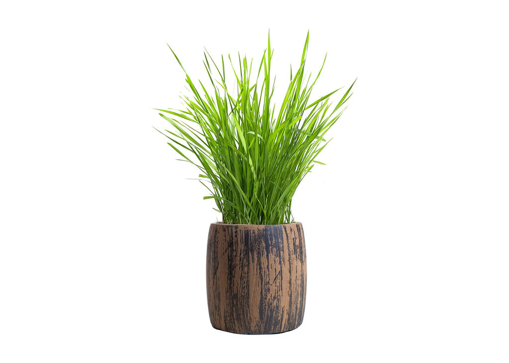 Cat Grass Kit Organic Seed & Soil for 4 Plantings V32031