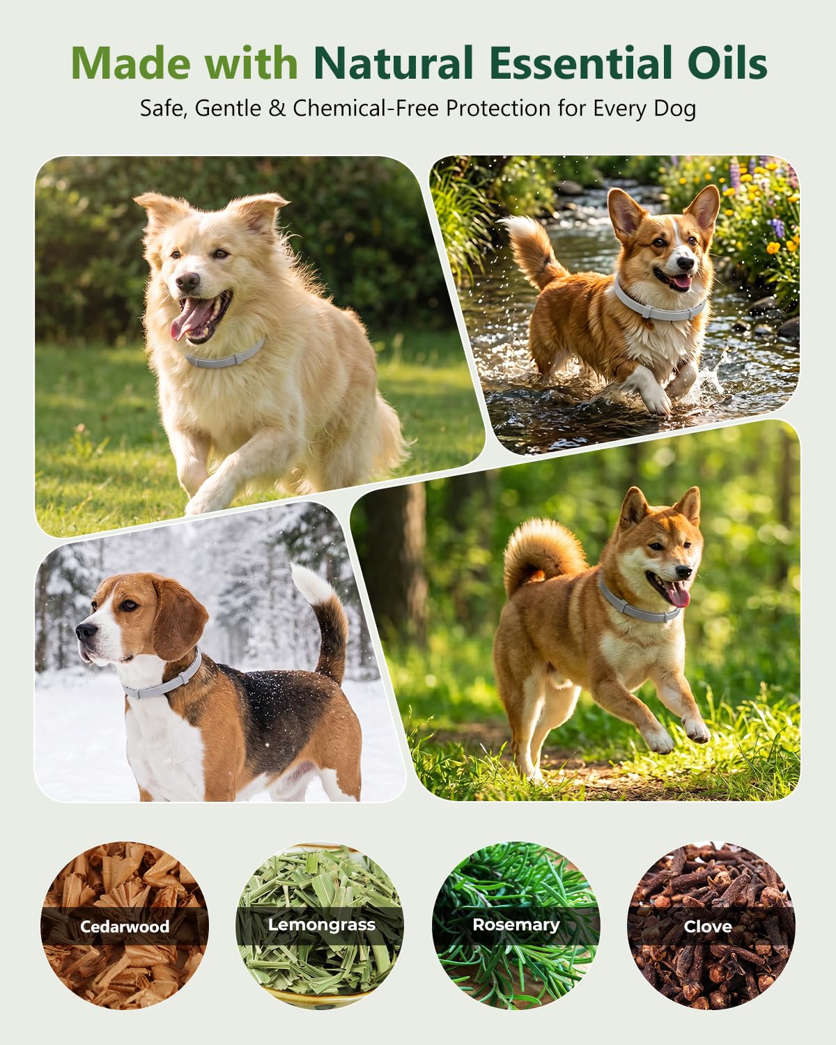 4 Pack Adjustable Waterproof Flea & Tick Dog Collar L19114