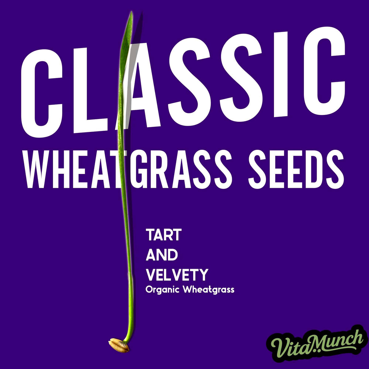 Cat Grass Seed Non-GMO Wheatgrass K707