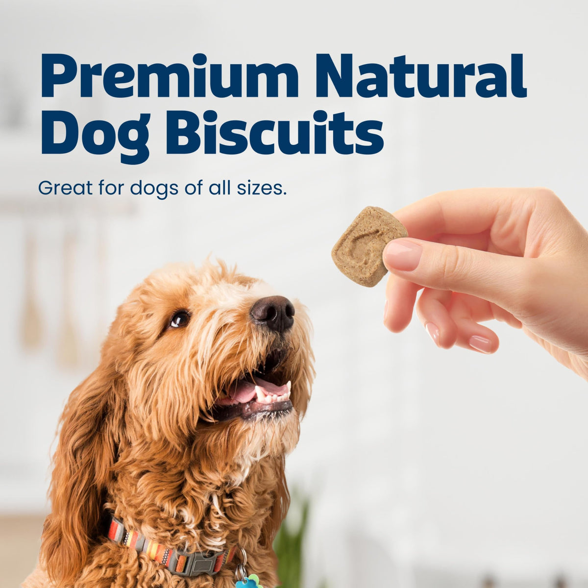 Pumpkin & Cinnamon Dog Biscuits, 16 oz D310
