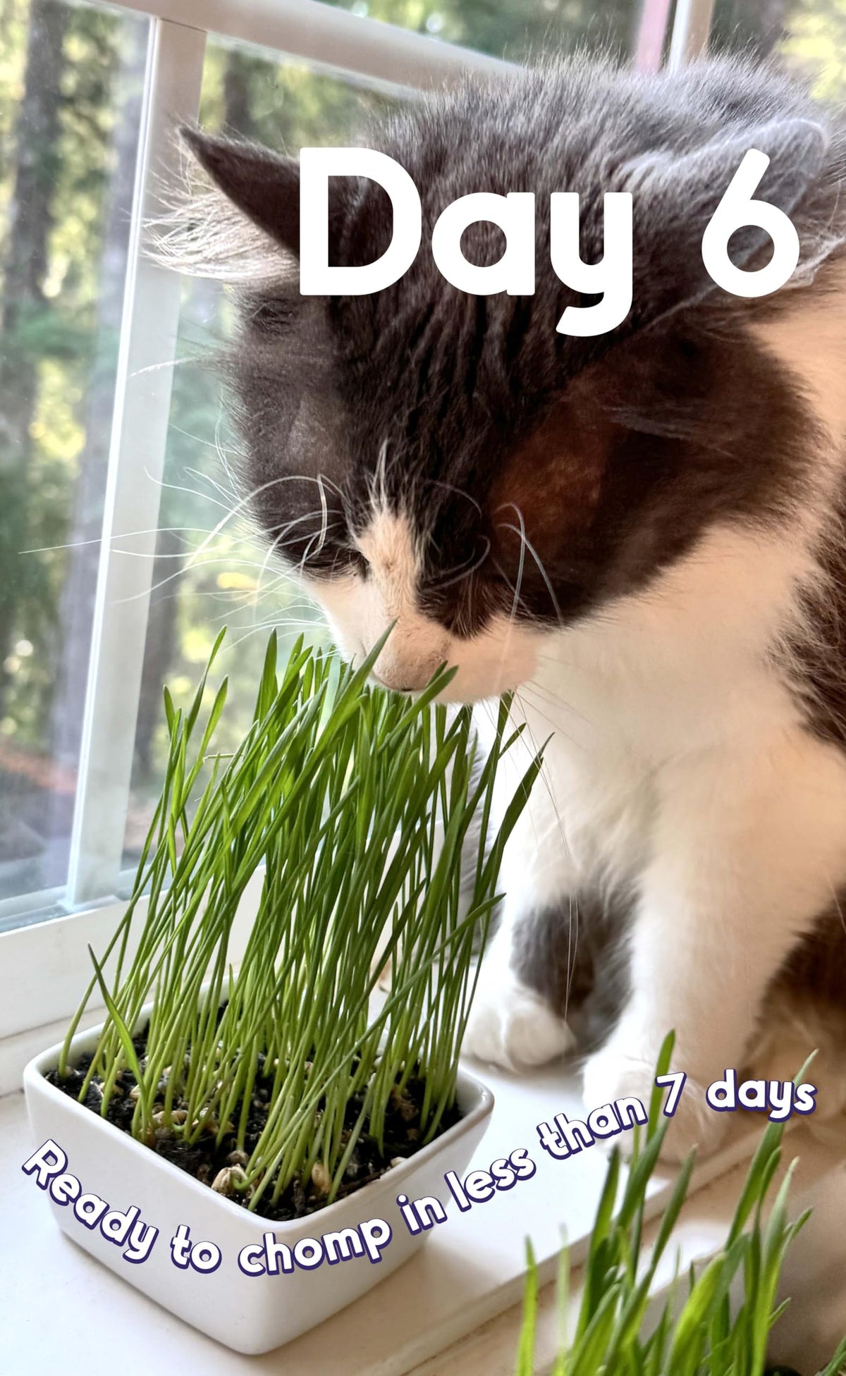 Cat Grass Seed Non-GMO Wheatgrass K707