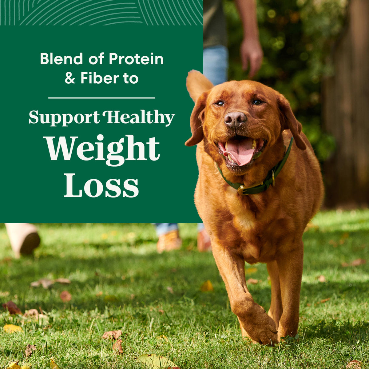 Healthy Weight Chicken & Rice Dry Dog Food 30 lb H562