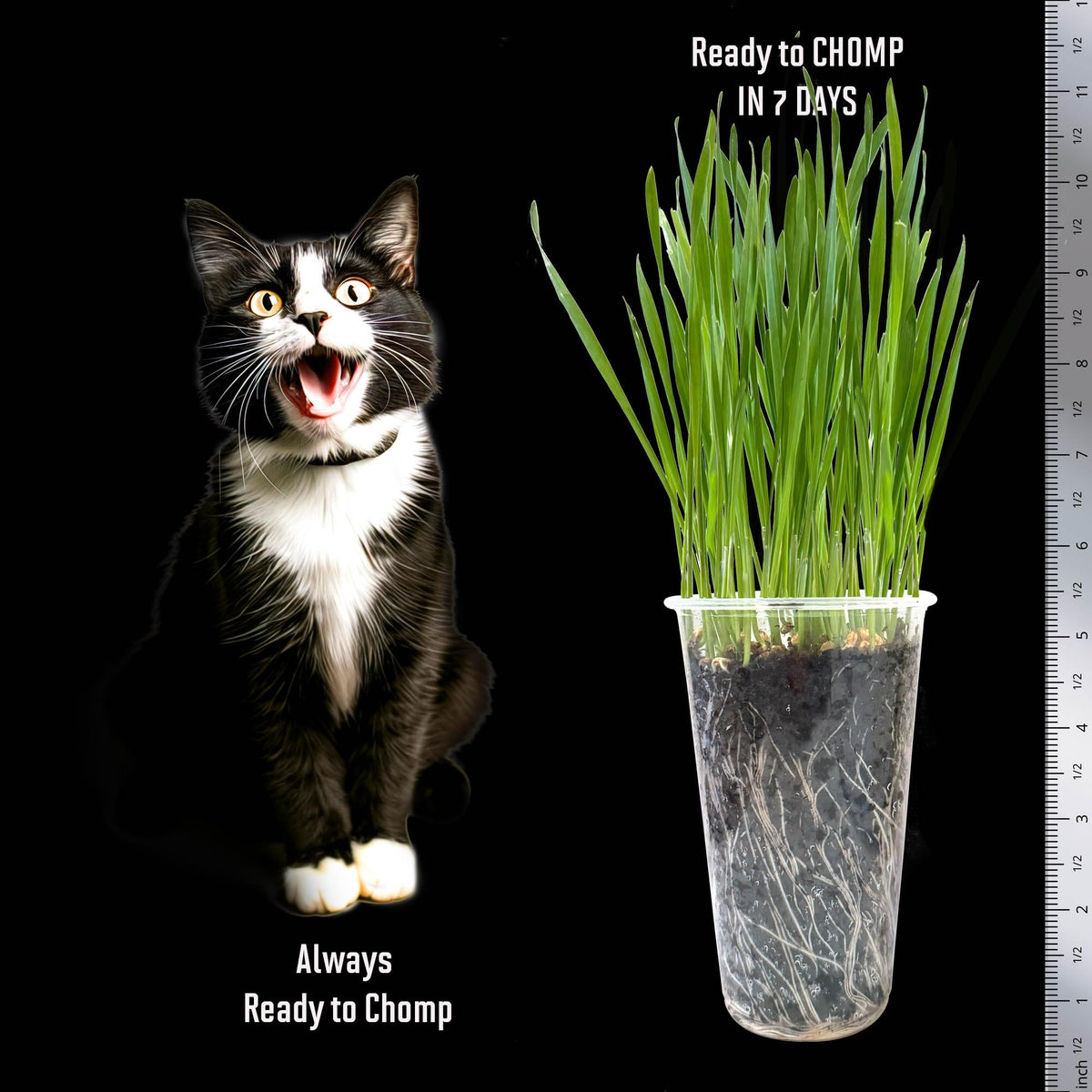 Cat Grass Seed Non-GMO Wheatgrass K707
